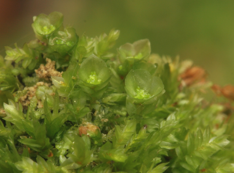 Tetraphis pellucida